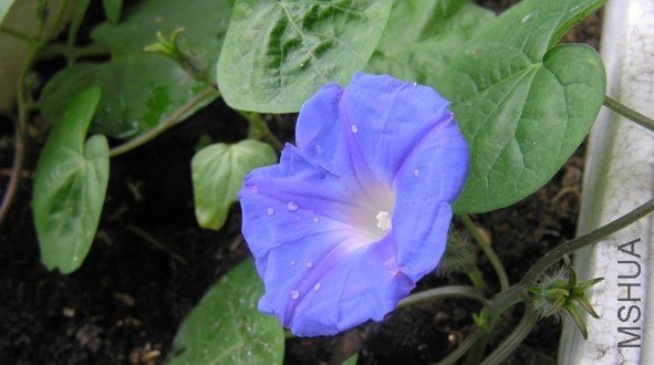 ǣţ4.jpg