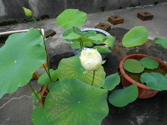 ���� 1774.jpg