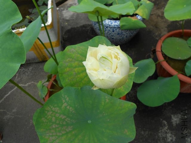 ���� 1776.jpg