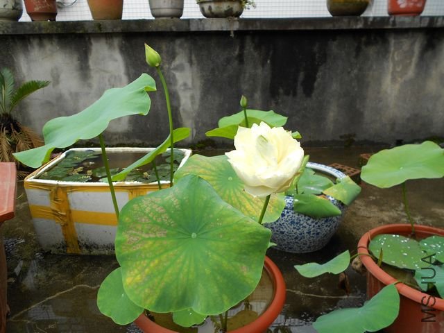 ���� 1785.jpg