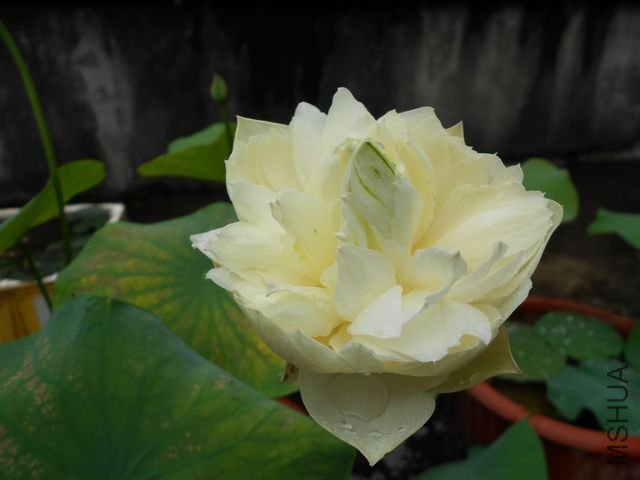 ���� 1796.jpg