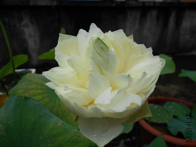 ���� 1800.jpg