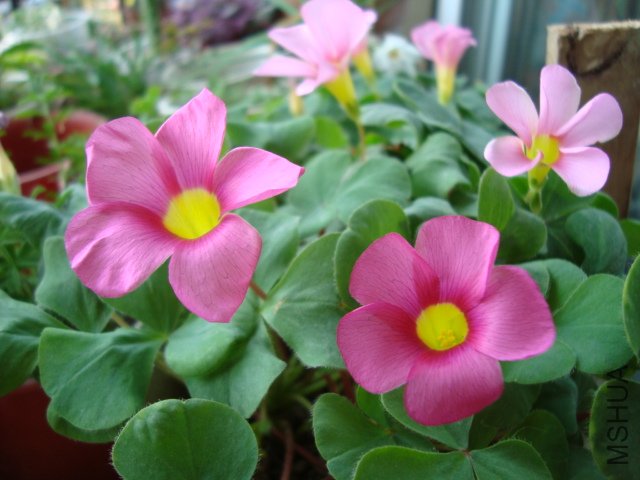 DSC04732.JPG