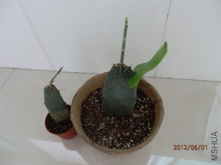 P6010009_800x600.JPG