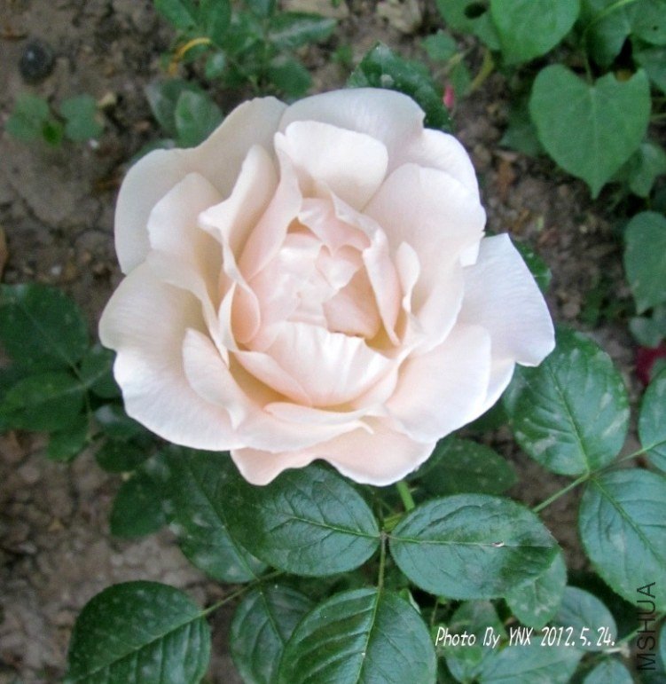 2012.5.24. 070_conew2.jpg