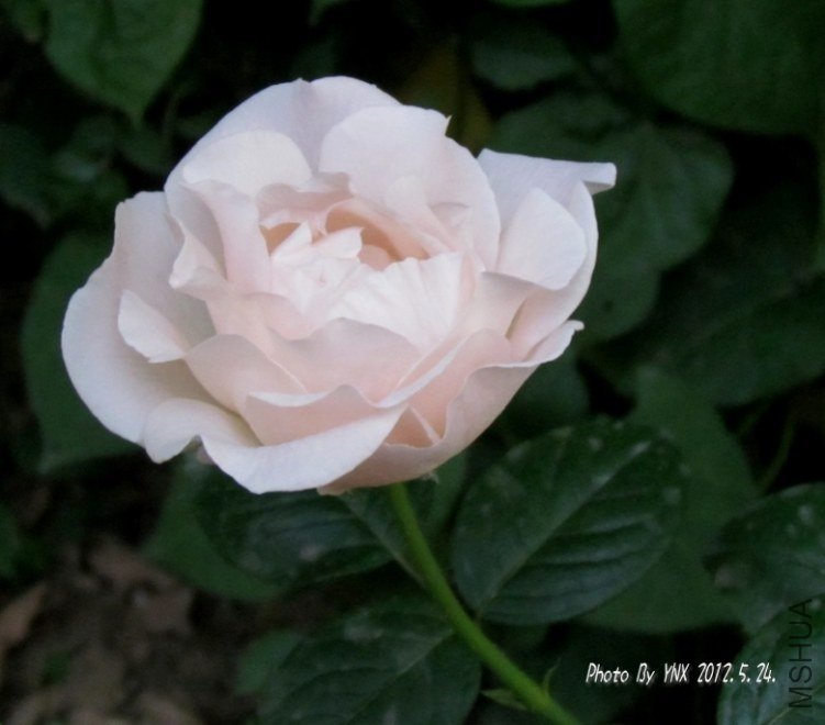 2012.5.24. 067_conew2.jpg