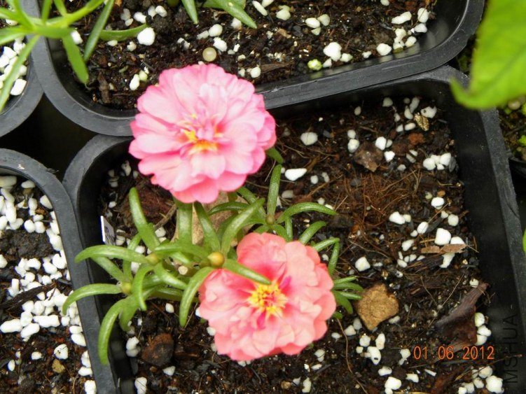 DSCN7014.jpg