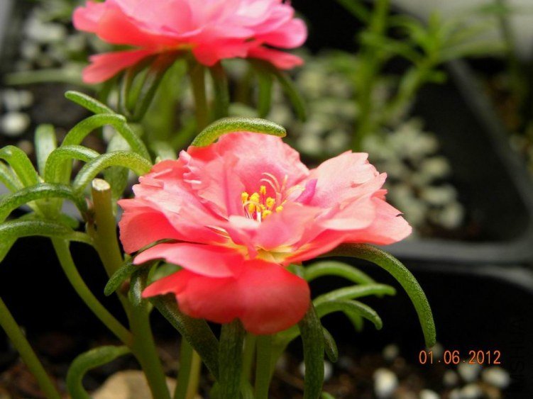 DSCN7015.jpg