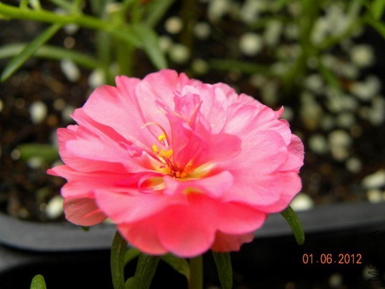 DSCN7016.jpg