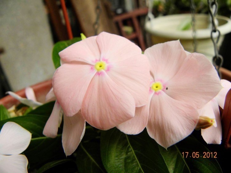 DSCN6931.jpg
