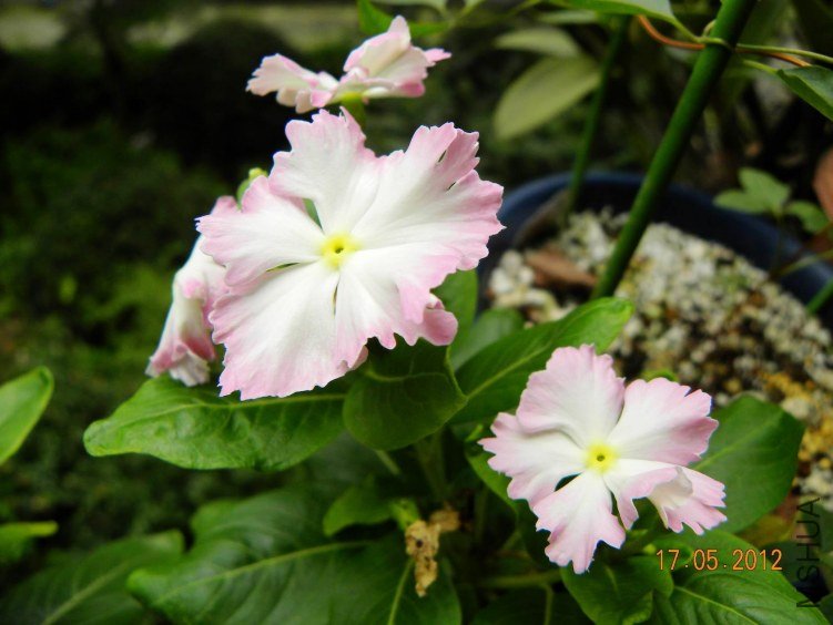 DSCN6928.jpg