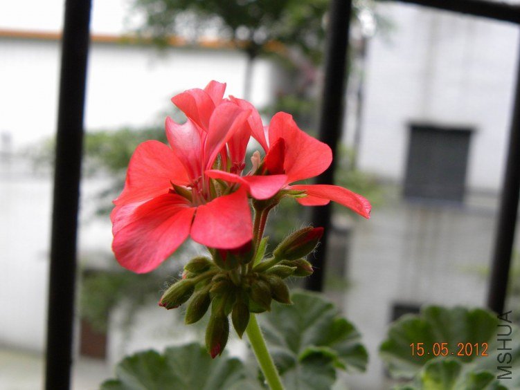 DSCN6918.jpg