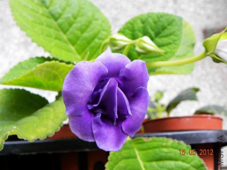 DSCN6912.jpg