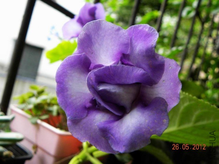 DSCN6989.jpg