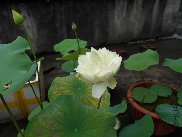 ���� 1821.jpg