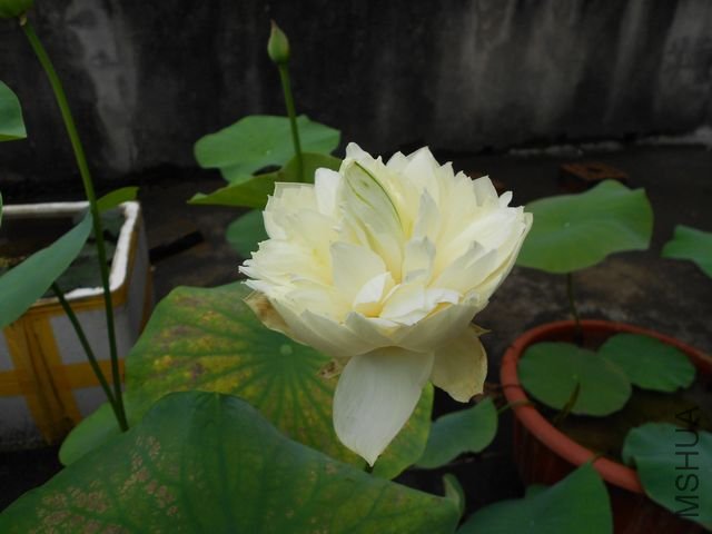 ���� 1818.jpg