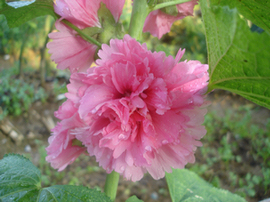 DSC0503401.jpg