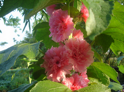 DSC0503501.jpg