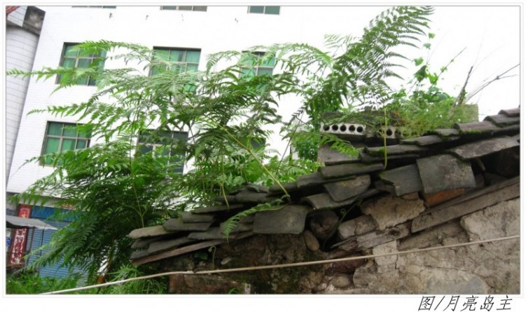 conew_conew_ly (20).jpg