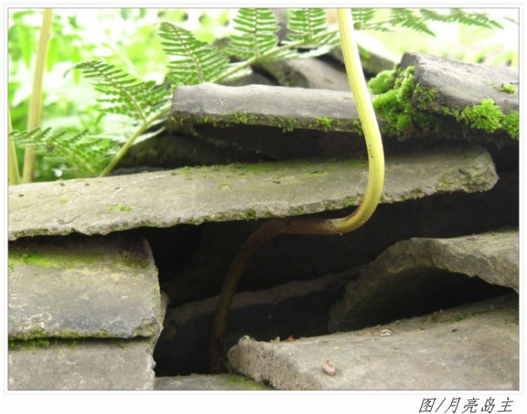 conew_conew_ly (21).jpg