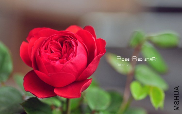 rose red star1.jpg