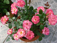 ��˹�֣�2011��11�����֣���̶������