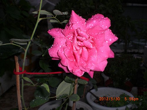 CIMG2307_����.jpg