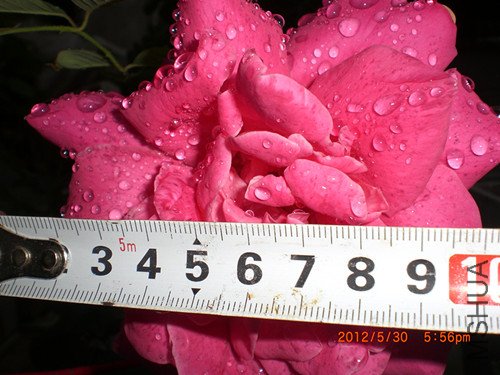CIMG2308_����.jpg