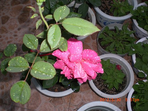 CIMG2310_����.jpg