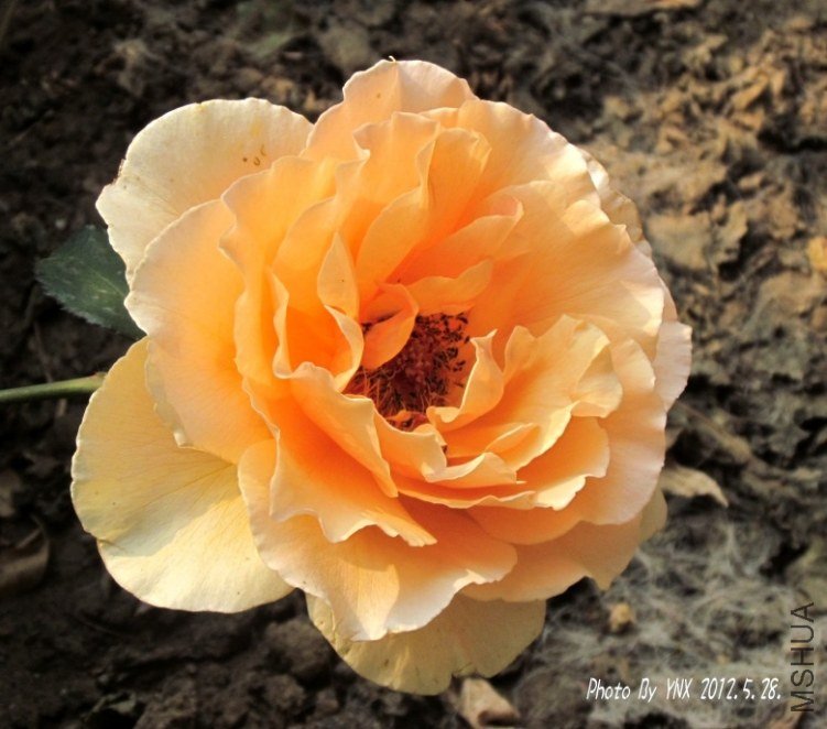 2012.5.28. 005_������_conew1.jpg