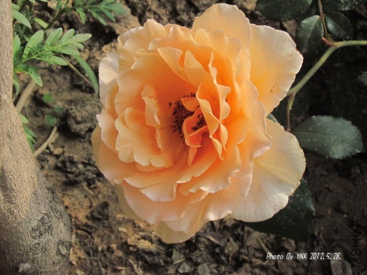 2012.5.28. 022_������_conew1.jpg