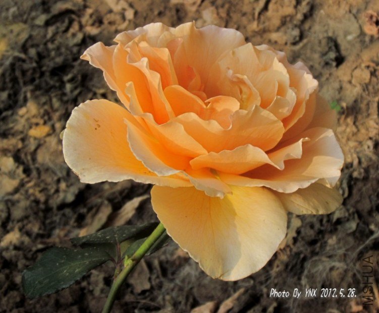 2012.5.28. 007_������.jpg