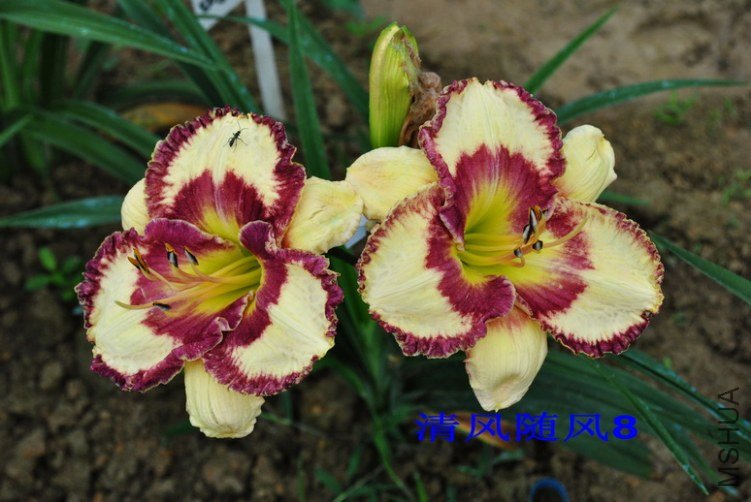 106����Ȧ(HEARON CIRCLE)8.jpg