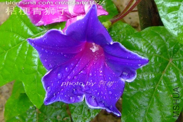 2012-0604(005)�۹���ʨ��  2.jpg