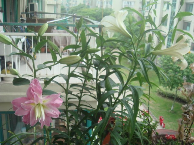 DSC09752.JPG