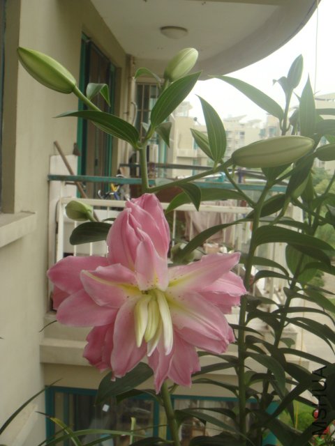 DSC09753.JPG