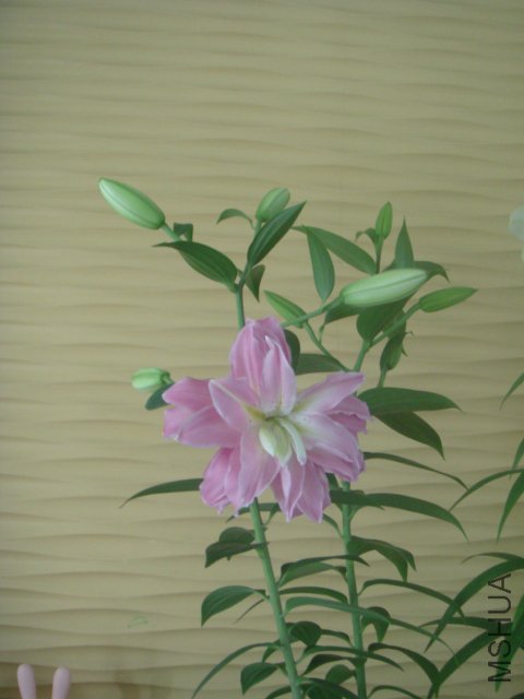 DSC09755.JPG