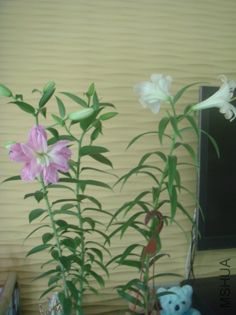 DSC09757.JPG