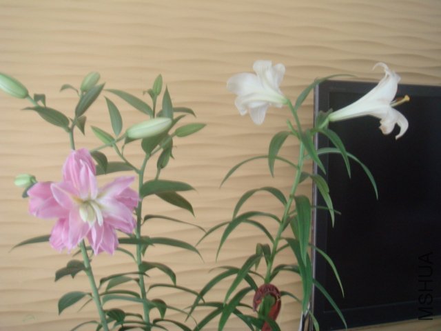 DSC09756.JPG