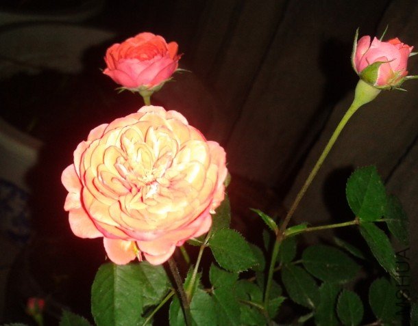 1R(S}}9}8`(2$U6G($U_JSL.jpg