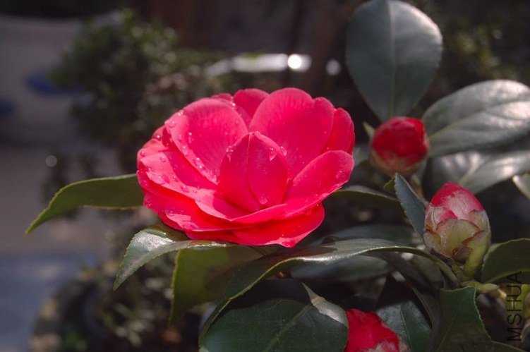 DSC_01910191.JPG