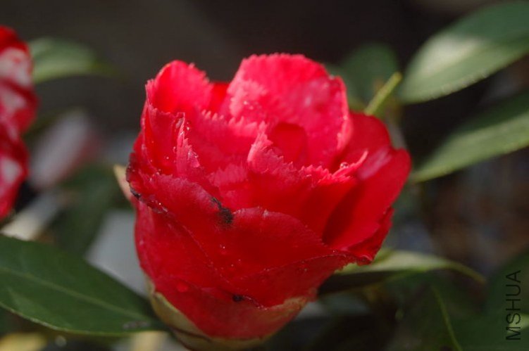 DSC_01790179.JPG