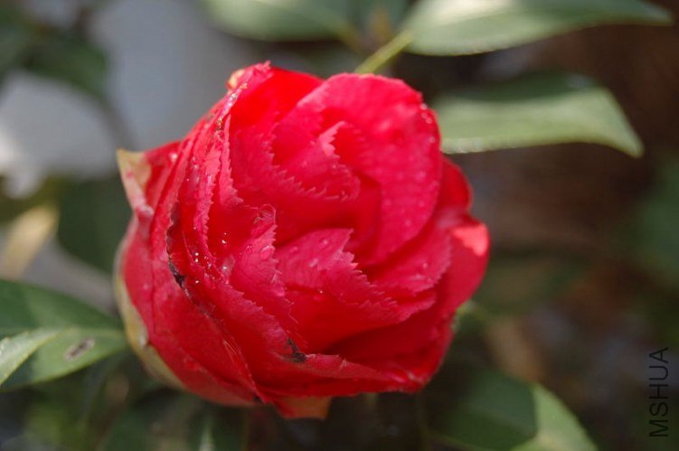 DSC_01770177.JPG