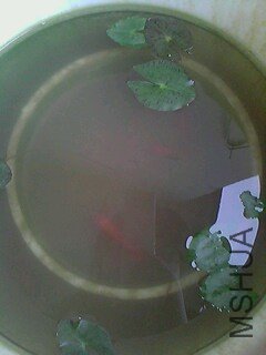 �ֻ��ĵģ�ͼС�˵��