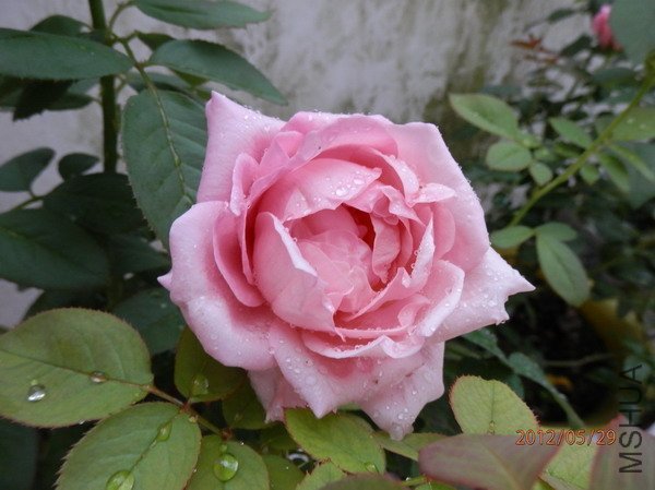 P5290146_��С��С.JPG