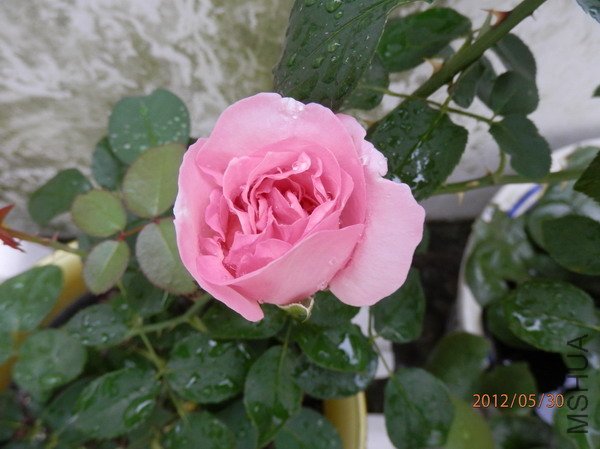 P5300175_��С��С.JPG