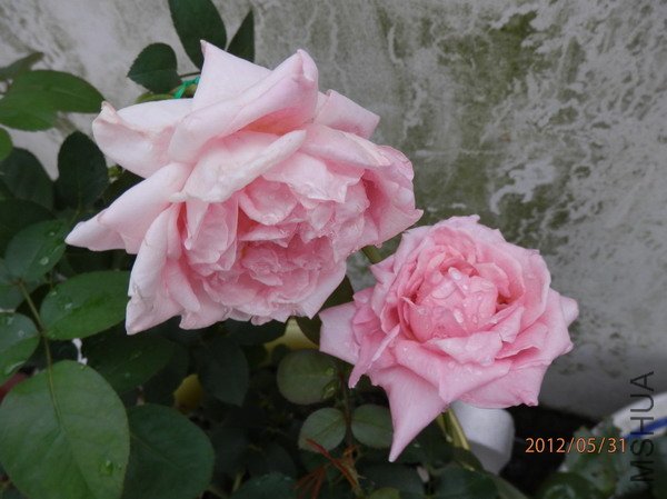 P5310194_��С��С.JPG