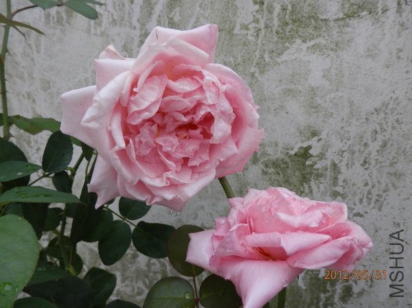 P5310195_��С��С.JPG