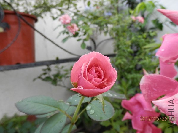 P5250042_��С��С.JPG