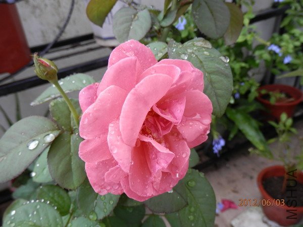 P6030244_��С��С.JPG